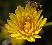 Lletsó (Sonchus sp.) amb hoste