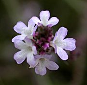 Berbena (Verbena officinalis)