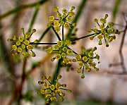 Fonoll (Foeniculum vulgare)