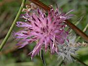 Centaurea o Bracera (Centaurea aspera)