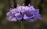 Scabiosa columbaria 2/2