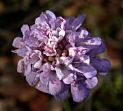 Scabiosa columbaria 1/2