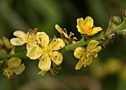 Serverola (Agrimonia eupatoria)