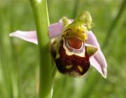 Mosques d'ase, flor d'abella (Ophrys apifera) 1/2