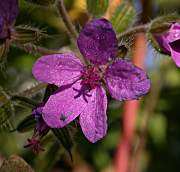 Bec de Cigonya (Erodium malacoides)