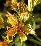 Herba de Sant Joan (Hyperycum perforatum L.)