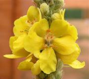 Blenera o Trepó joanal (Verbascum thapsus)