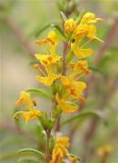 Fonollada groga (Odontides lutea)