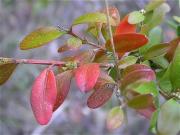 Boix (Buxus sempervirens) 1/2