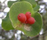 Lligabosc mediterrani (Lonicera implexa)