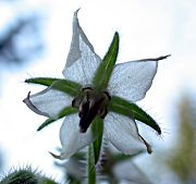 Borratja (Borago officinalis alba) 2/2