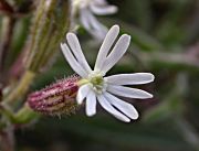 Silene italica