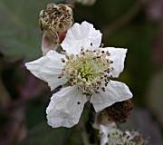 Esbarcer (Rubus ulmifolius)