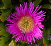 Bàlsam (Carpobrotus edulis) 1/2