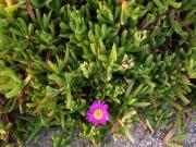 Bàlsam (Carpobrotus edulis) 2/2