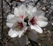 Flors d'Ametller (Prunus dulcis)