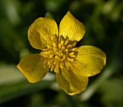 Ranuncle (Ranunculus sp.)