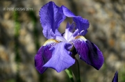 Lliri Blau .(Iris Germanica)