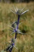 Panical blau. Eryngium bourgatii