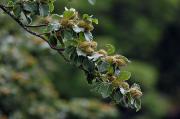 Fruits de faig (Fagus sylvatica)