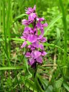 Orchis (Dactylorhiza) sp.