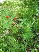 Tintorell i Nabiu (Daphne  mezereum i Vaccinium myrtillus)