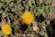 Dent de lleó (Taraxacum officinale)