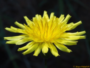 Diente de león (Taraxacum officinale weber)