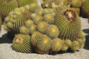 Echinocactus grussonii