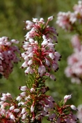 Bruc d'hivern (Erica multiflora)