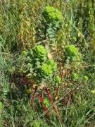 Lleterola d' hort, lechetrezna girasol (Euphorbia heliocopica)