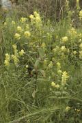 Esquellada grossa (Rhinanthus mediterraneus)