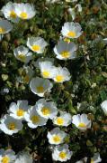 Estepa borrera (Cistus salvifolius)