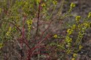 Euphorbia helioscopia