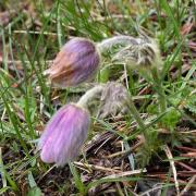 Anemone vernalis