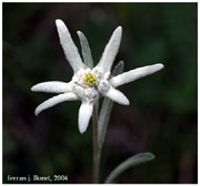 Leontopodium alpinum Cass. (Flor de neu)