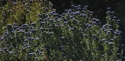 Foixarda (Globularia alypum)