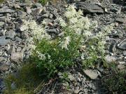 Fajol alpí (Polygonum alpinum)