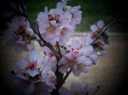 Flor d'ametller (prunus dulcis)