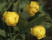 Flor de rovell d'ou (Trollius europaeus)
