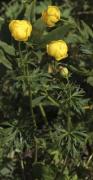 Flor de rovell d'ou (Trollius europaeus)