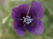 Rsella morada Roemeria hybrida