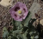 Cascall Papaver somniferum