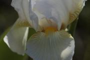 Lliri blanc (Iris germanica var. alba)