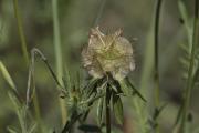 Scabiosa