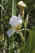 Lliri blanc (Iris germanica var. alba)