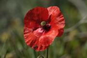 Pipiripips o rosella (Papaver rhoeas)