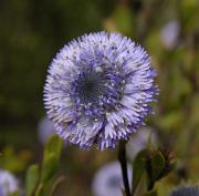 Foixarda -Globularia alypum