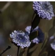 Foixarda (Globularia alypum)