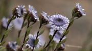 Foixarda (Globularia alypum)